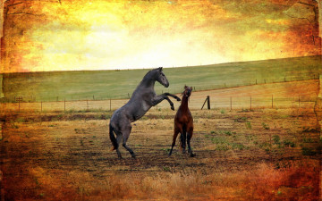 Картинка животные лошади поле фон стиль кони