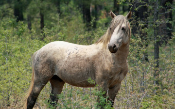 Картинка животные лошади природа лес конь