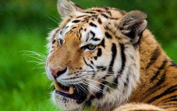 Картинка животные тигры хищник взгляд тигр усы