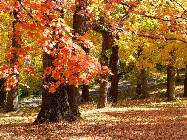 Обои картинки фото november, in, missouri, природа, деревья, парк, осень