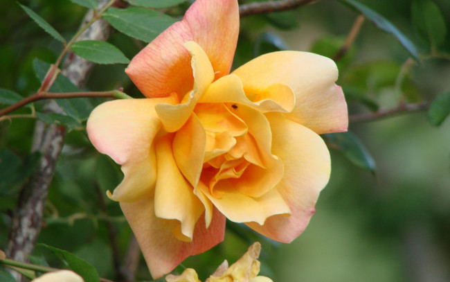 Обои картинки фото цветы, розы, чайная, роза