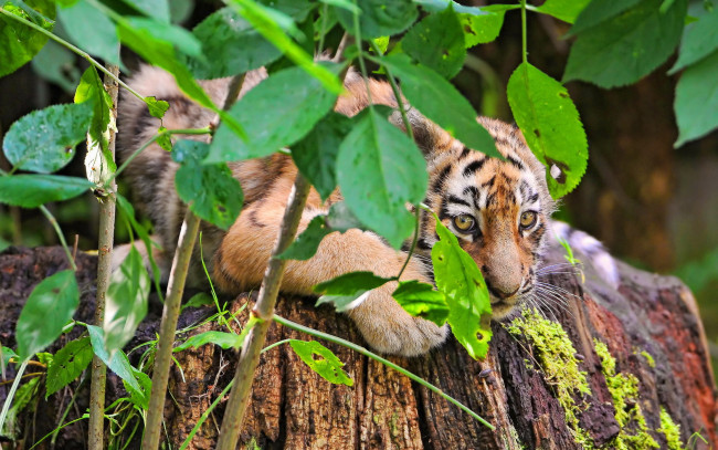 Обои картинки фото тигренок, животные, тигры, прячется, ветки