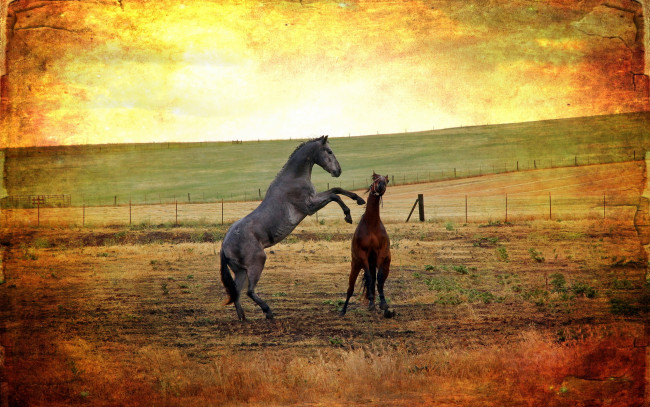 Обои картинки фото животные, лошади, поле, фон, стиль, кони