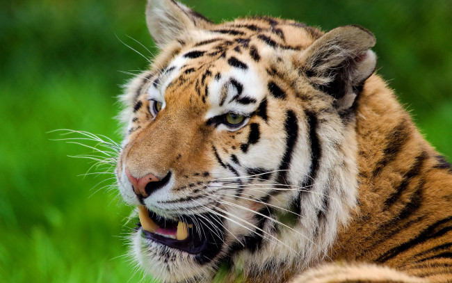 Обои картинки фото животные, тигры, хищник, взгляд, тигр, усы