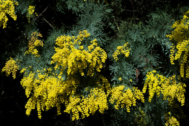 Обои картинки фото цветы, мимоза, желтый, ветки