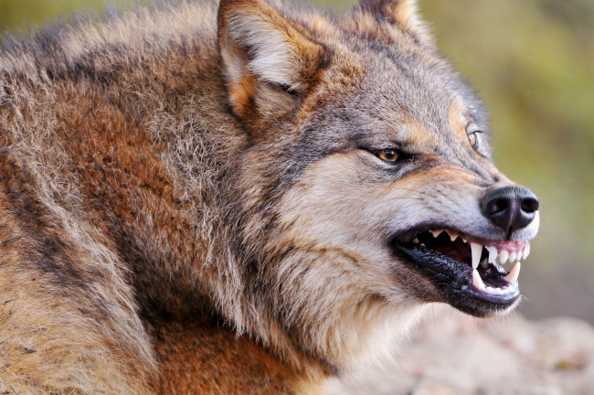 Обои картинки фото животные, волки, оскал, клыки, злость, санитар, хищник, зверь