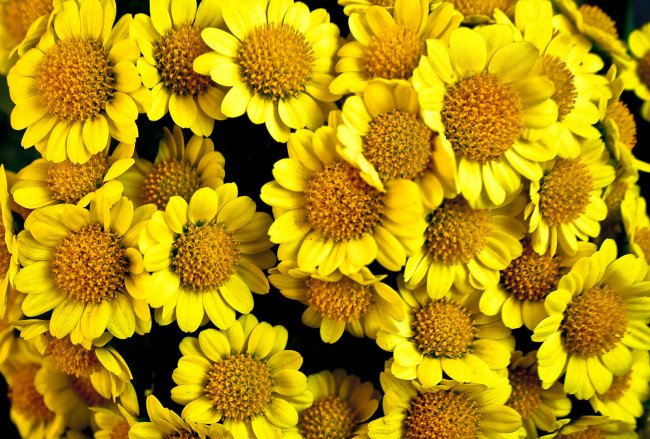 Обои картинки фото цветы, хризантемы, желтые