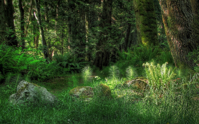 Обои картинки фото природа, лес, свет, деревья, трава