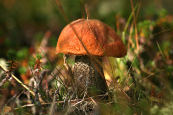 Картинка природа грибы подосиновик