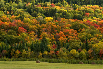 Картинка природа пейзажи сено поле осень лес деревья