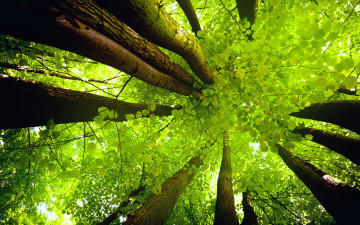 Картинка природа деревья крона небо ствол листья свет