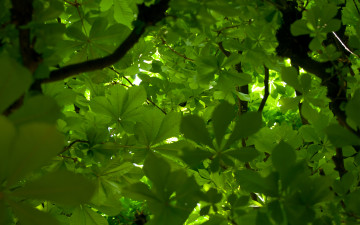 Картинка природа листья ветви каштан крона дерево зелень