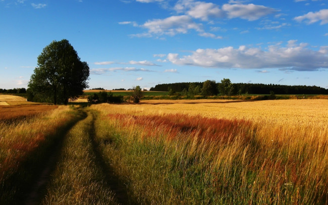 Обои картинки фото природа, дороги, дерево, поле, небо, пшеница, рожь