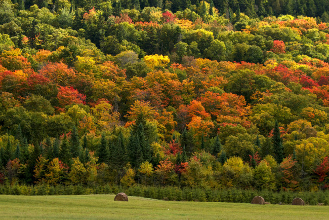 Обои картинки фото природа, пейзажи, сено, поле, осень, лес, деревья