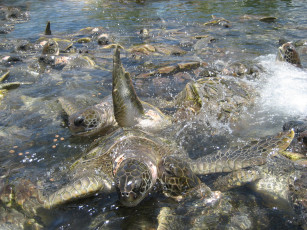 Картинка животные Черепахи подводный мир Черепаха