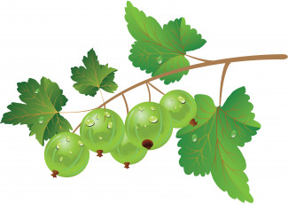 Картинка векторная+графика еда+ food ветка крыжовник листья ягоды