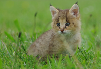 Картинка животные рыси трава малыш рысёнок котёнок рысь
