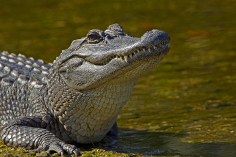 Картинка животные крокодилы хищник крокодил алигатор