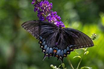 Картинка животные бабочки +мотыльки +моли бабочка насекомое будвея цветок красавица крылья