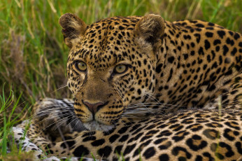 Картинка животные леопарды ягуар