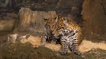 обоя mother jaguar and cub, животные, Ягуары, малыш, ягуар