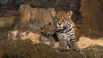 Картинка mother+jaguar+and+cub животные Ягуары малыш ягуар