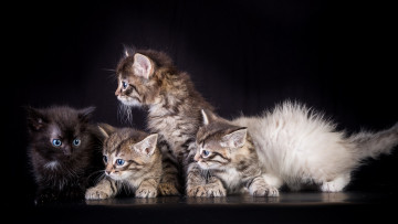 Картинка животные коты кошки фон