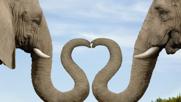 Картинка животные слоны бивни небо сердечко слониха слон хоботы