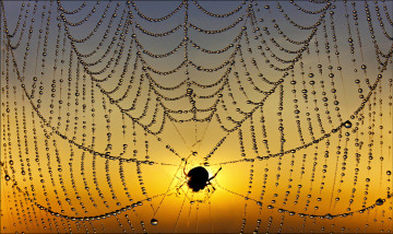 Картинка животные пауки роса паутина паук