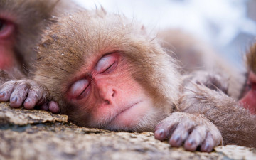 Картинка животные обезьяны обезьяна макака сон
