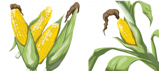 Обои картинки фото векторная графика, другое , other, фон, кукуруза
