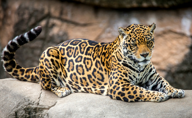 Обои картинки фото животные, Ягуары, пятна, хвост, ягуар, хищник