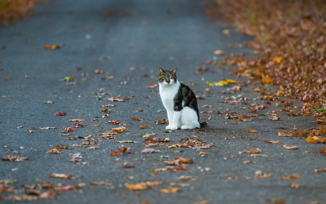Обои картинки фото животные, коты, осень, улица, кошка
