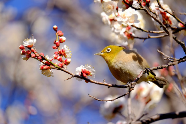 Обои картинки фото животные, белоглазки, ветка, весна, японская, белоглазка, слива, птичка