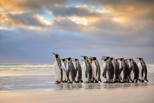 Обои картинки фото животные, пингвины, фолклендские, острова, королевские, пляж, атлантический, океан