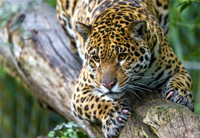 Обои картинки фото животные, леопарды, когти, морда, ягуар, пятна, хищник