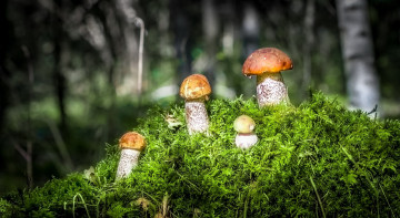 Картинка природа грибы семейка подосиновики мох