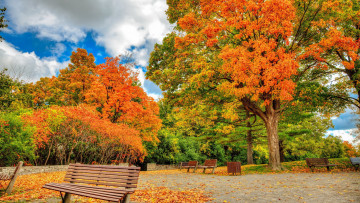 Картинка природа парк аллея осень скамейки
