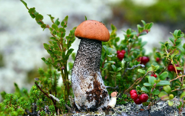 Обои картинки фото природа, грибы, брусника, ягоды, подосиновик