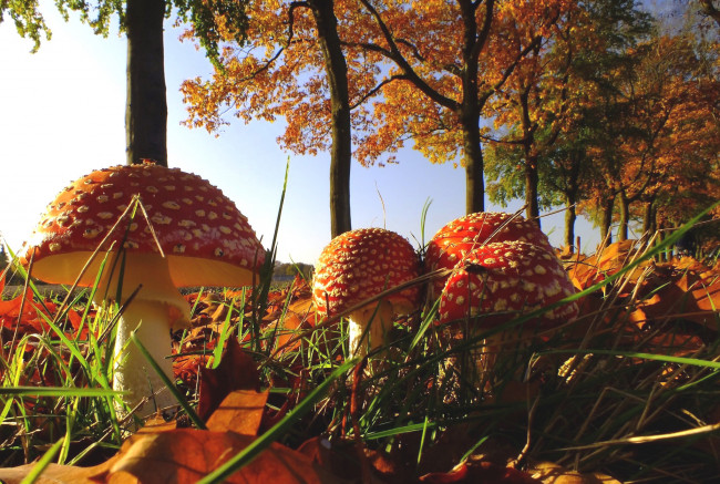 Обои картинки фото природа, грибы,  мухомор, семейка, листья, осень
