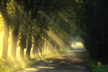 Картинка природа дороги дорога свет деревья лето