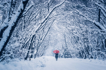 Картинка природа парк зонт человек снег зима прогулка