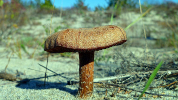 Картинка природа грибы млечник