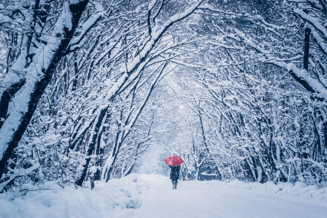 Обои картинки фото природа, парк, зонт, человек, снег, зима, прогулка