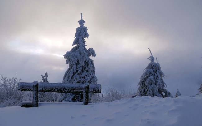 Обои картинки фото природа, зима, дерево, утро, скамья, снег
