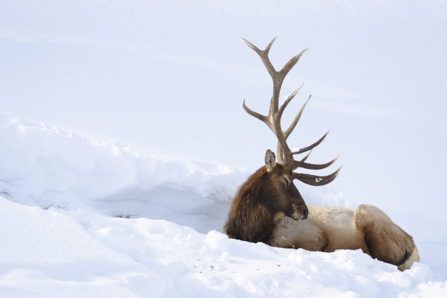 Обои картинки фото животные, олени, снег, олень, зима