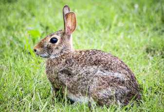 Картинка кролик животные кролики +зайцы трава