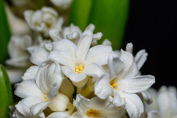 Картинка цветы гиацинты гиацинт цвести аромат комнатное растение
