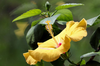Картинка цветы гибискусы цвести жёлтый цветок мальва мальвовые