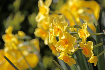Картинка цветы нарциссы osterglocken весна жёлтый весенние